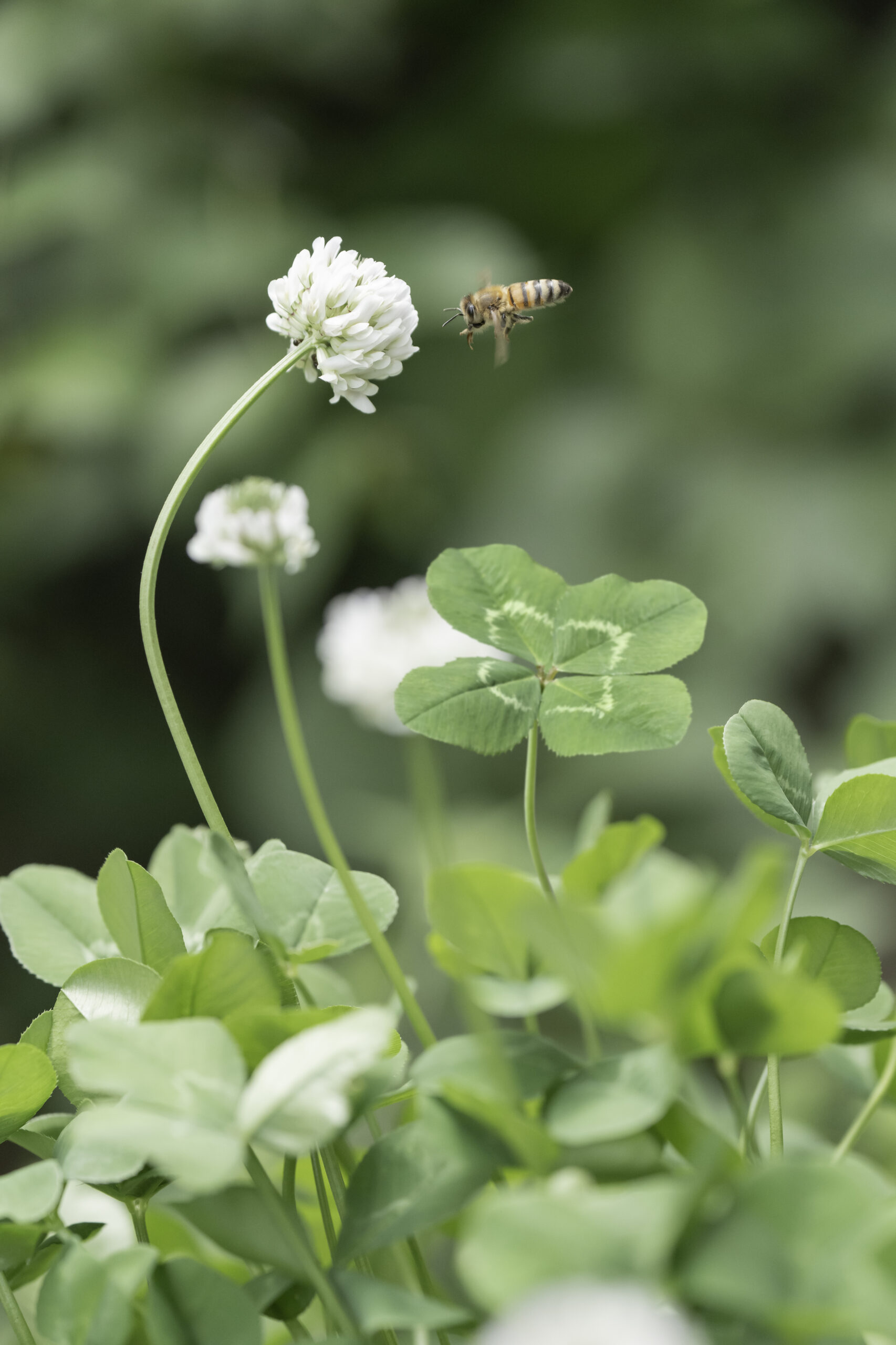 An image of a four-leaf clover, a symbol of happiness