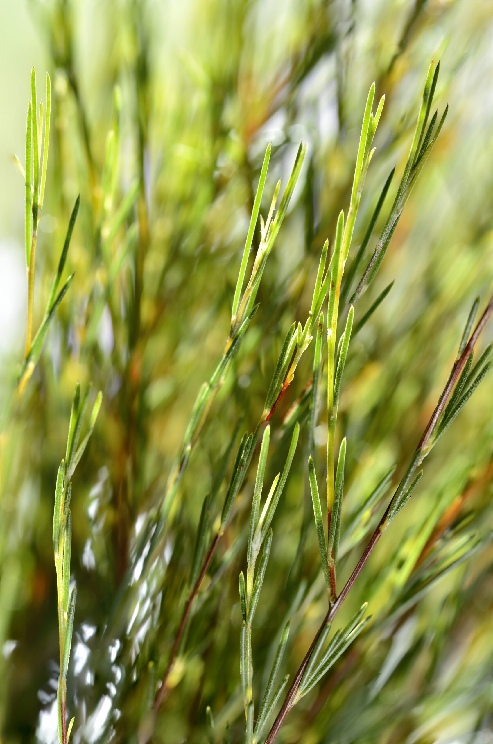 Backlighting on a bushel of freshly-cut rooibos tea leaves. More rooibos